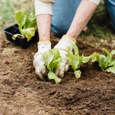 person planting on the garden