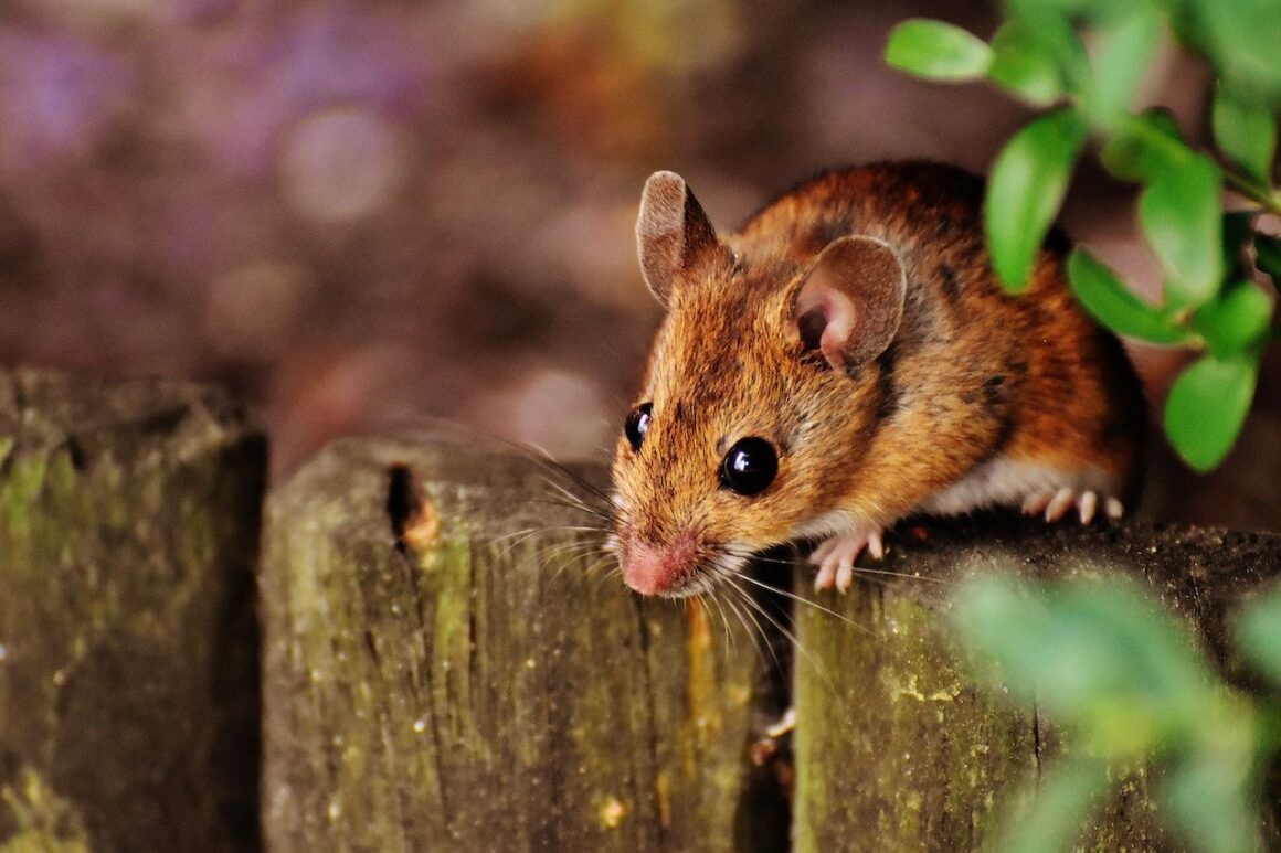 Hoe herken je het verschil tussen muizen en ratten, en hoe bestrijd je ze? Macho
